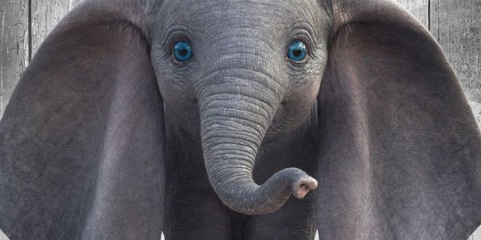 800x1280 Downaload Dumbo, baby elephant, cute, 2019 movie wallpaper, 800x1280