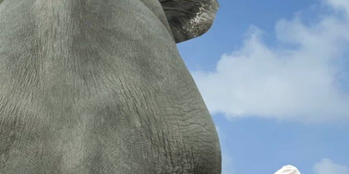 1080x1920 Funny Girl and Elephant Android wallpaper - Android HD wallpapers