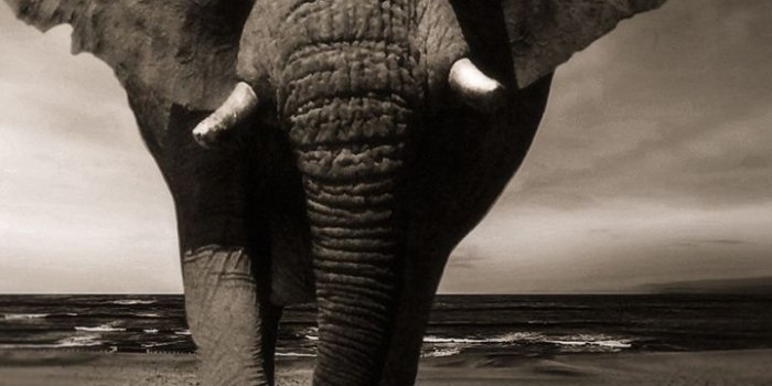 720x1280 Download 720x1280 Wallpaper Elephant, Walk, Animal, Monochrome