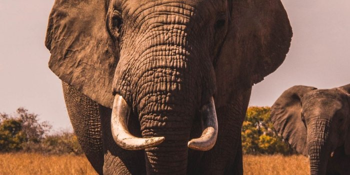 1440x2960 Download 1440x2960 wallpaper landscape, grass, elephant, samsung