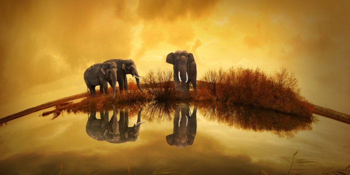 2560x1600 320x480 Elephants Thailand Apple Iphone,iPod Touch,Galaxy Ace HD 4k