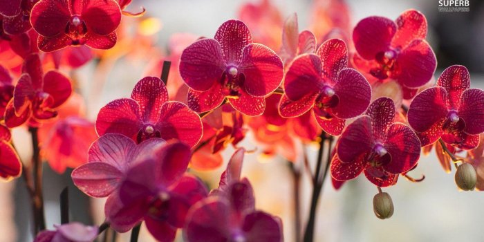 1366x768 Orchid Wallpapers