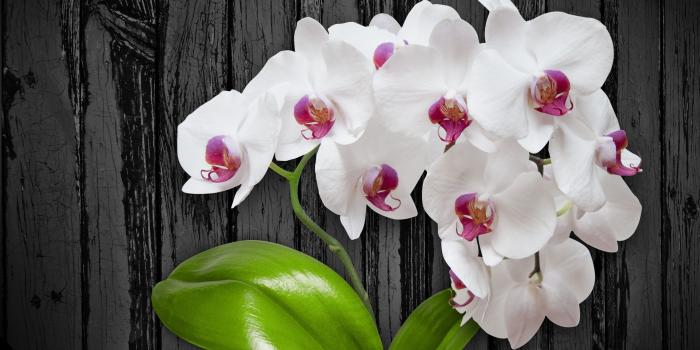 3840x2400 Orchid Flower 4K Wallpapers
