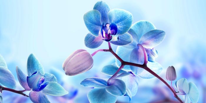 3554x1999 Blue Orchid Flowers ❤ 4K HD Desktop Wallpaper for 4K Ultra HD TV