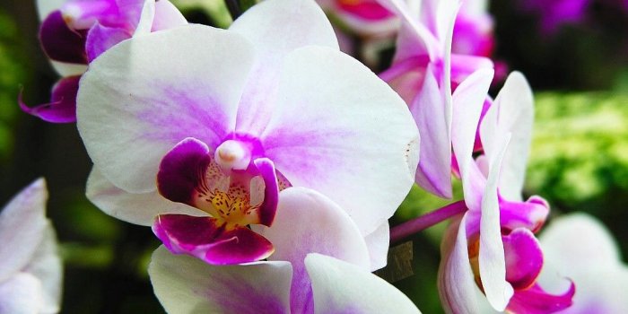 1024x768 34+] HD Orchid Wallpaper on WallpaperSafari