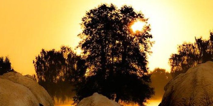 800x1280 Download African Sunset Dawn Group of Elephant for Samsung Galaxy