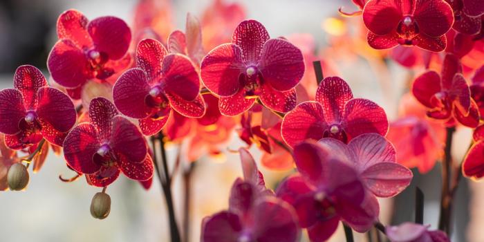 1920x1200 Orchid Wallpapers - Top Free Orchid Backgrounds - WallpaperAccess