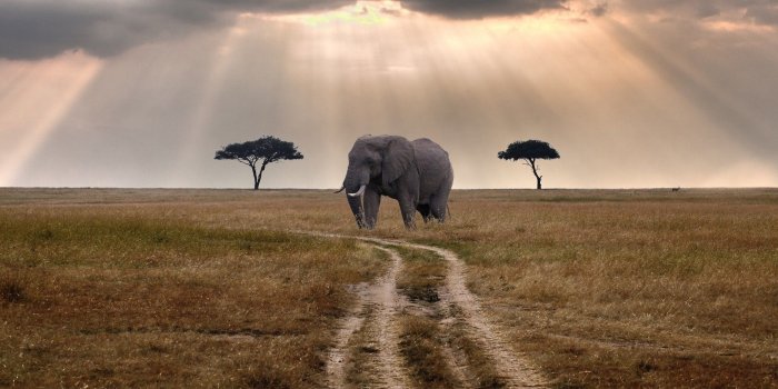 1920x1080 Elephants Road Waiting Sunbeams Clouds Elephant Trees Bus