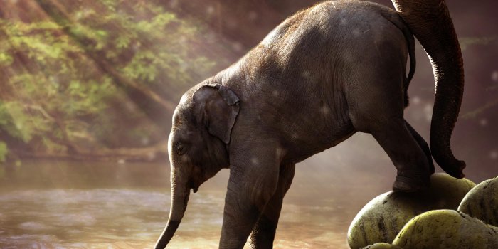 2560x1600 A little elephant drinking water in jungle HD wallpaper download