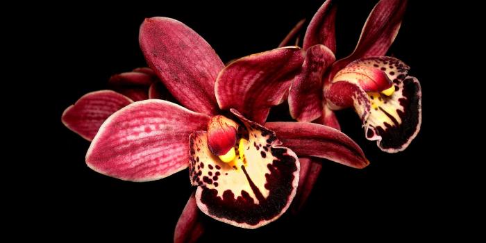 1920x1200 43+] Orchids Wallpaper on WallpaperSafari