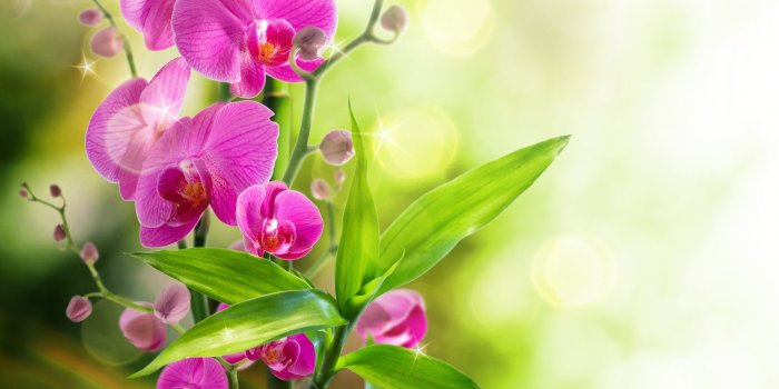2560x1600 Orchid Wallpaper Phone ~ Festival Wallpaper
