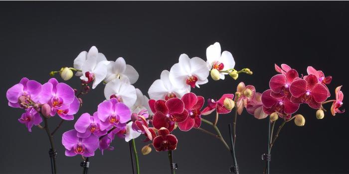 3840x2160 56+ White Orchid Wallpapers on WallpaperPlay