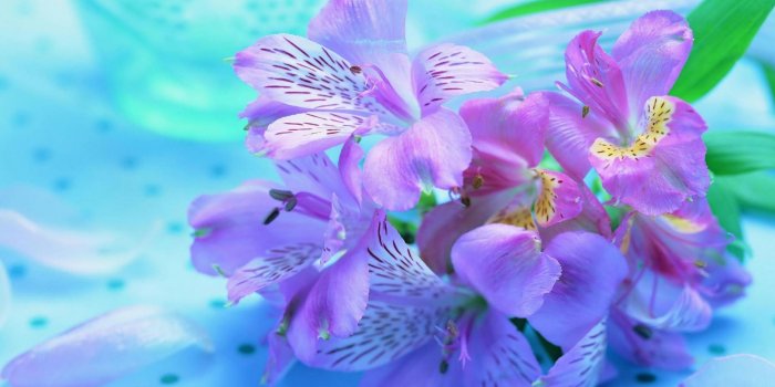 1920x1200 Pretty Flower Wallpaper Full HD #RlS | Kenikin