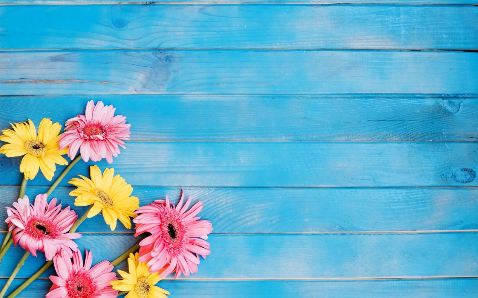 2880x1800 Wallpaper Yellow and pink gerbera flowers, blue wood board