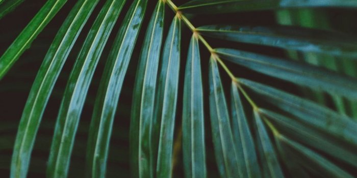 1080x1920 Danze Davis Beautiful Plan B iPhone Wallpaper Luxury Palm Frond