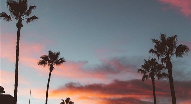 640x1385 Abbot Kinney iPhone X wallpaper #la #Urban #palmtree #losangle