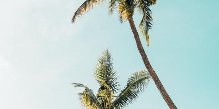 1000x1500 20+ Palm Tree Pictures [HD] | Download Free Images on Unsplash
