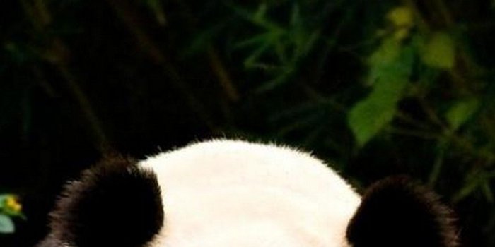 1080x1920 iPhone 7 Panda Wallpaper | 2019 3D iPhone Wallpaper