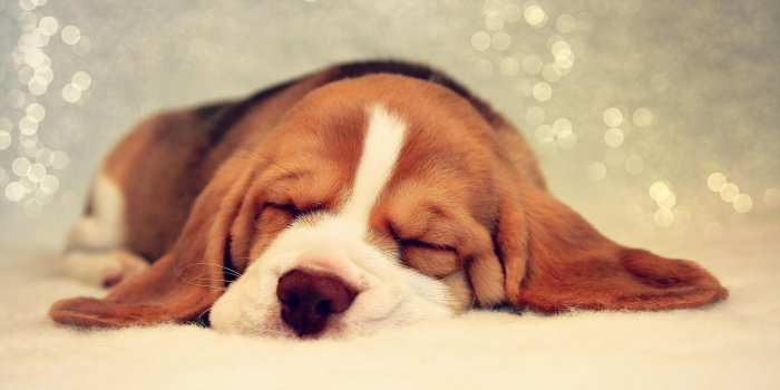 1920x1200 50+ Puppy Sleeping Wallpapers - Download at WallpaperBro
