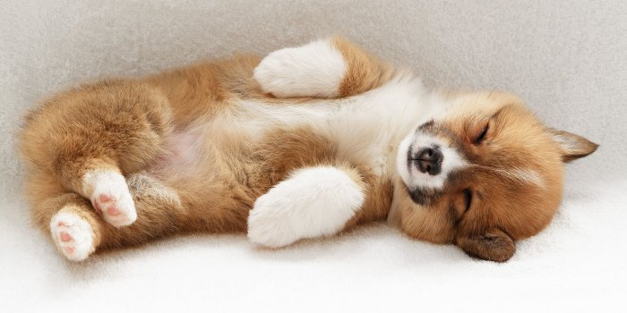 1920x1200 cute puppies | Cute puppy sleep Wallpapers Pictures Photos Images