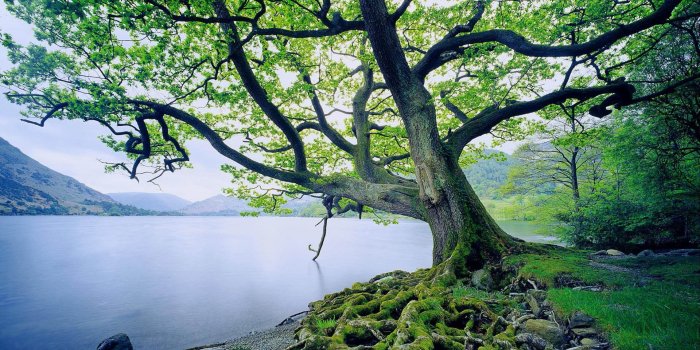 1920x1200 Windows 7 wallpaper nature Gallery