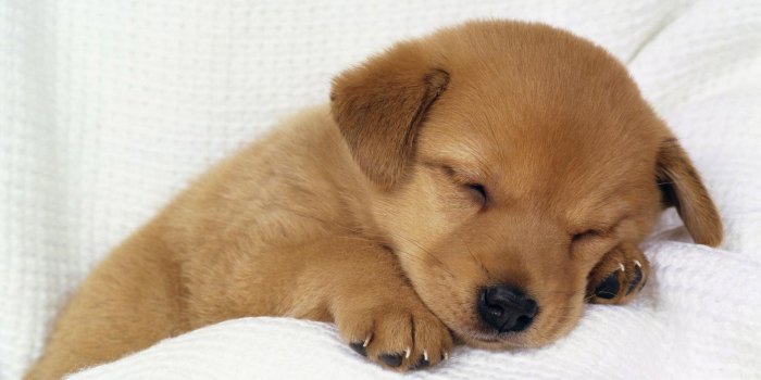 1920x1200 Cute puppy sleeping wallpaper - Animal wallpapers - #44469