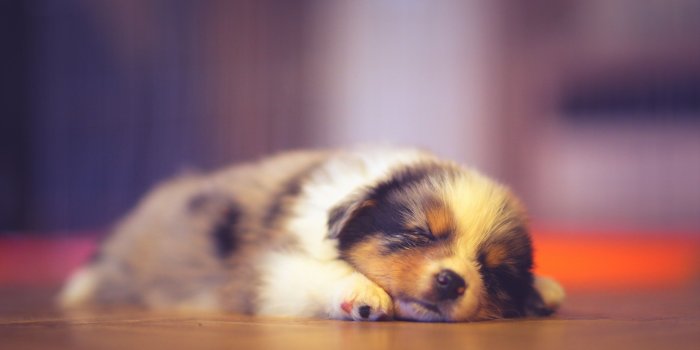 2560x1600 Wallpaper Cute puppy sleeping, bokeh 2560x1600 HD Picture, Image