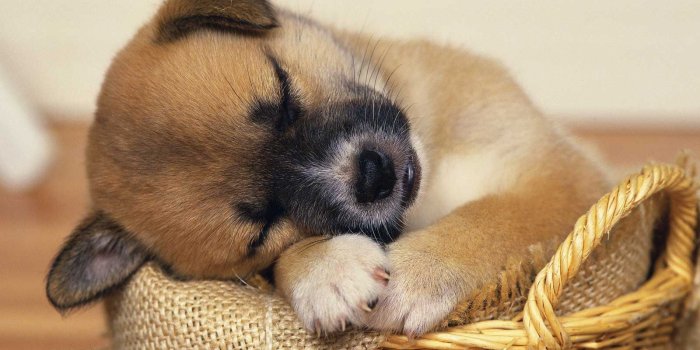 1600x1200 cute puppies sleeping wallpapers | animals | Cute baby puppies