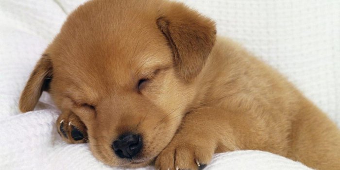 1920x1230 Cute Dog Wallpaper - WallpaperSafari | Dogs | Cute dog photos, Cute