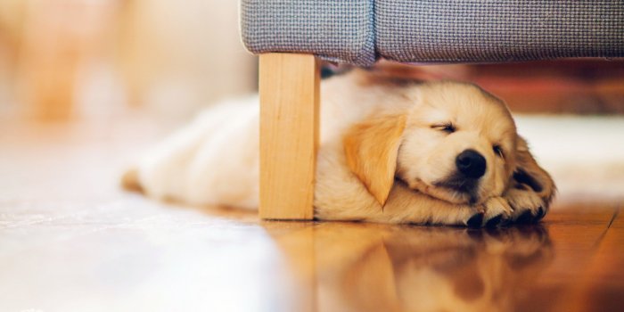2560x1600 Download wallpapers golden retriever, puppy, sleeping labrador, pets