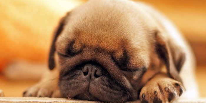 1920x1080 Black Pug Puppy Hd Wallpaper - Cute Pug Puppies Sleeping (#92329