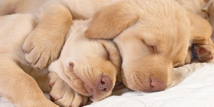 1600x1200 Only the Cutest Sleeping Puppy Photos on the Whole Internet | BarkPost