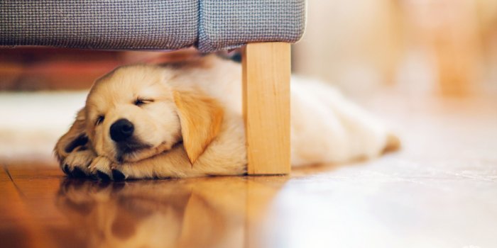 2560x1600 Sleeping Puppy Wallpaper - Wallperio.com