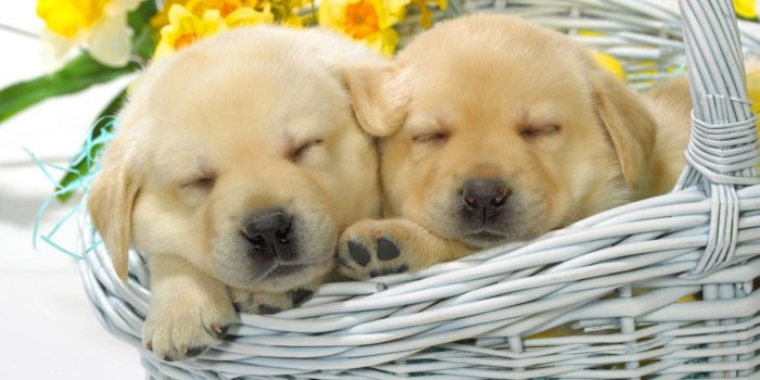 1920x1200 45+ Cute Puppy Sleeping Wallpapers - Download at WallpaperBro
