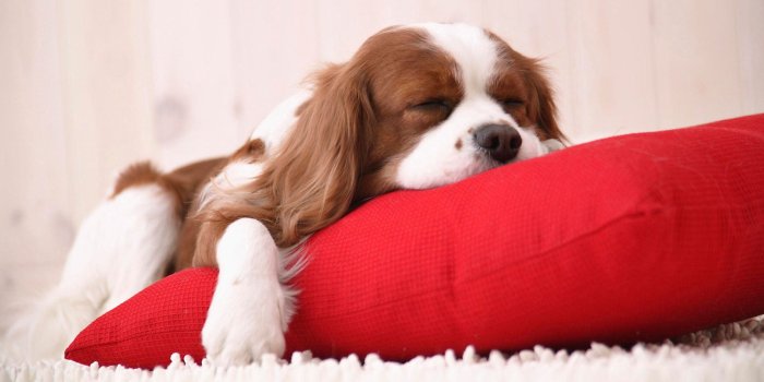 2560x1600 Cute Puppy Sleeping #6969099