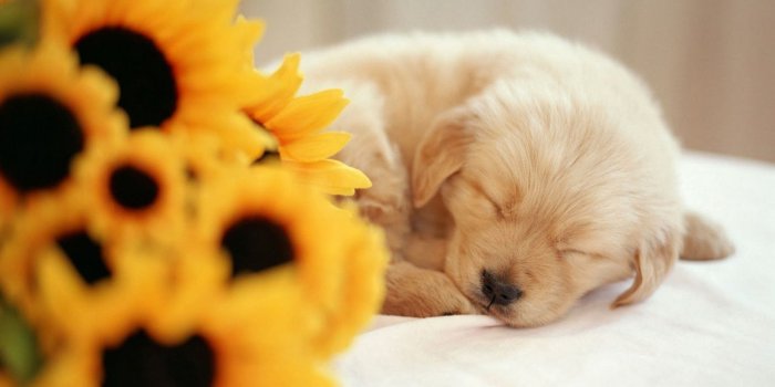 1600x900 Cute Puppy Sleeping HD Wallpaper, Background Images