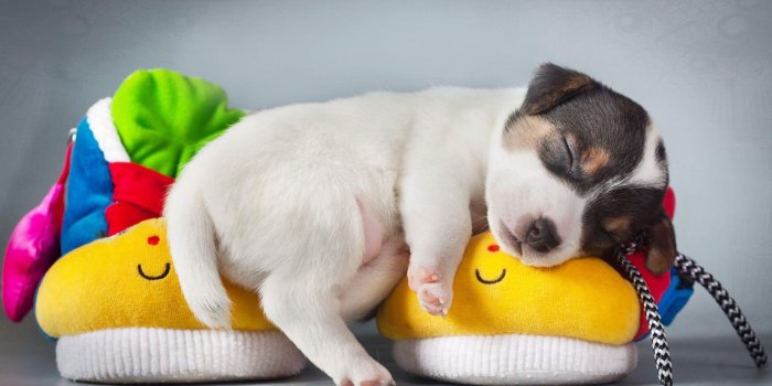 1920x1080 Pet Cute Puppy Sleeping Wallpaper - Wallpaper Stream