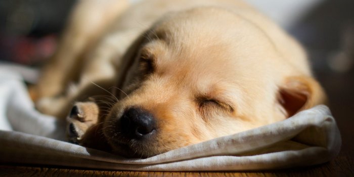 2048x1269 Labrador pup sleeping #6983831