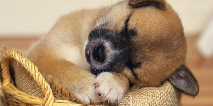 1280x1024 Cute Puppy Sleeping HD Wallpaper, Background Images
