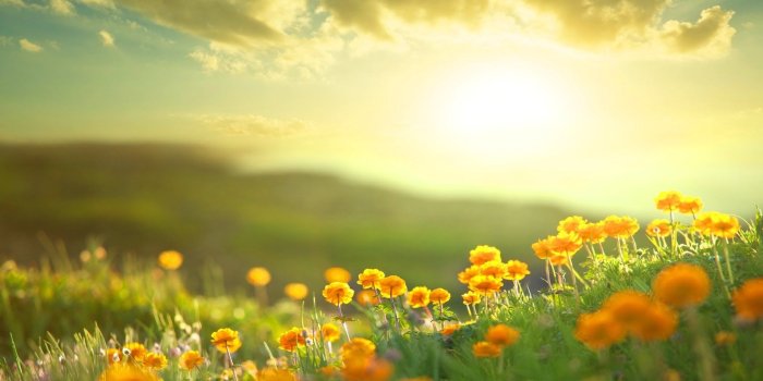 1920x1080 Morning Sunshine on Flowers HD Wallpaper | Background Image