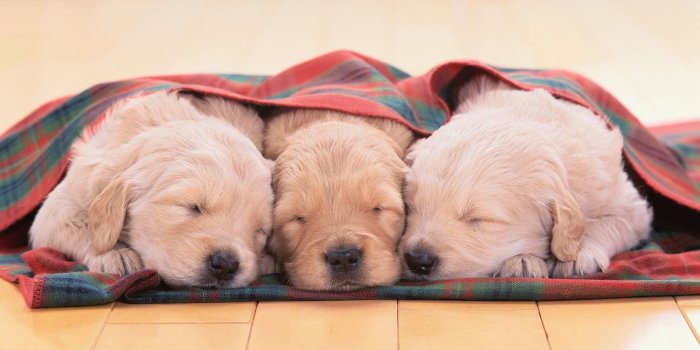 1906x1032 Sleeping Pup wallpaper