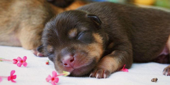 1920x1080 Download wallpaper 1920x1080 puppy, dog, sleeping, cute full hd