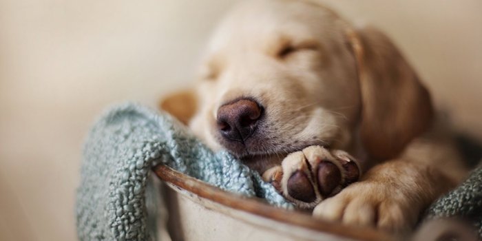 1280x800 Image Puppy Retriever Dogs sleeping animal