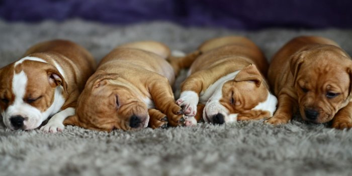 1501x700 Baby cute puppy dog sleeping sleep wallpaper | 7045x3287 | 649108