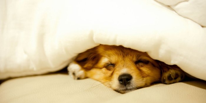 1920x1200 Cute puppy sleeping Wallpaper #12517