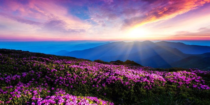 1900x1188 Early morning sunshine garden beauty 53475 - Flower Wallpapers - Flowers