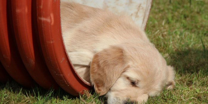 1920x1080 Golden Retriever puppy sleeping in a barrel wallpaper - Animal