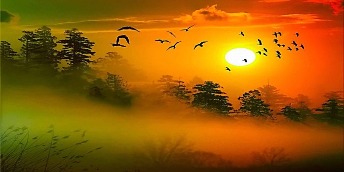 1440x900 Free Hd Good Morning Sun Bird Wallpapers Download