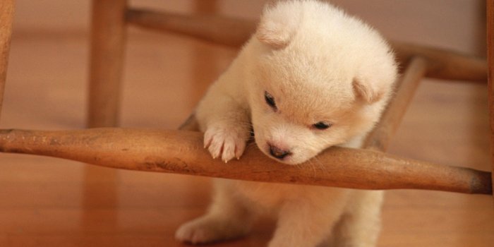 2560x1600 Puppy Hd Wallpaper - Cute Baby Puppies Sleeping, Hd Wallpapers