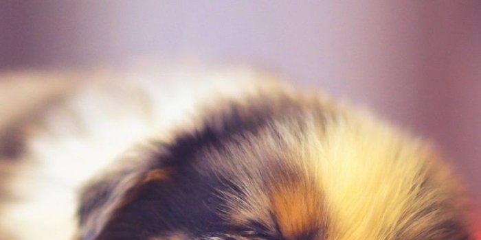 750x1334 Cute puppy sleeping, bokeh 750x1334 iPhone 8/7/6/6S wallpaper